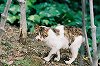 S-NEKO08-02