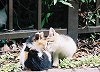 S-NEKO08-03