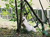 S-NEKO08-04