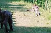 S-NEKO08-07