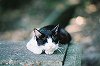 S-NEKO08-14