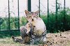 S-NEKO08-16