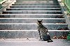 S-NEKO08-20