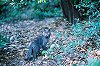 S-NEKO08-23